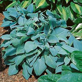 Hosta Fragrant Blue